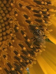 Melissodes trinodis