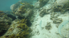 Mulloidichthys flavolineatus