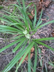 Carex hendersonii