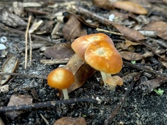 Marasmius vagus