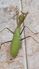 Sphodromantis viridis