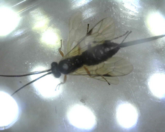 Itoplectis conquisitor