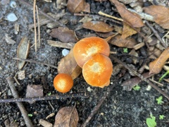 Marasmius vagus