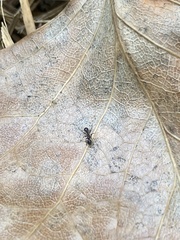 Temnothorax pergandei