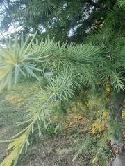 Cedrus atlantica