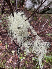 Usnea subfloridana