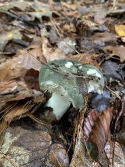 Russula crustosa