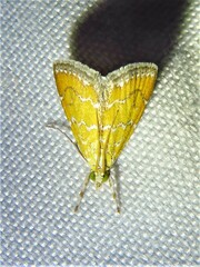 Xanthophysa psychicalis