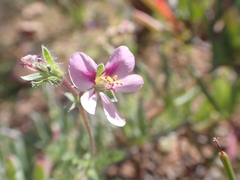 Pelargonium hirtum