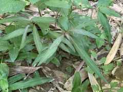 Hygrophila