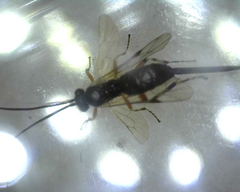 Itoplectis conquisitor