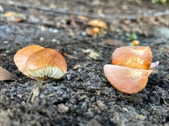 Marasmius vagus