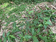Hygrophila