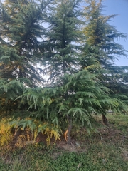 Cedrus atlantica