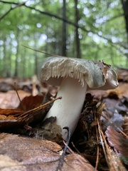 Russula crustosa