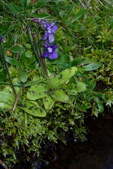 Pinguicula grandiflora