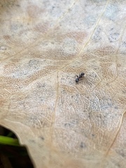 Temnothorax pergandei