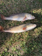 Sciaenops ocellatus