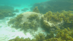 Myripristis violacea