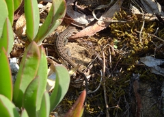 Psammodromus occidentalis