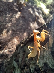 Ameles spallanzania