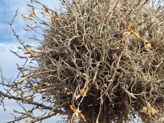 Tillandsia retorta