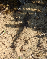 Psammodromus occidentalis