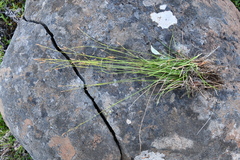 Carex capillaris