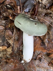 Russula crustosa