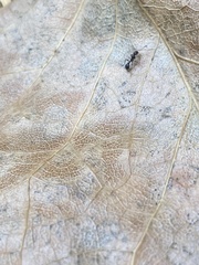 Temnothorax pergandei