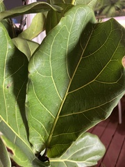 Ficus lyrata