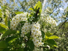 Prunus virginiana