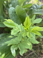 Rosaceae