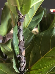 Ficus lyrata