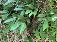 Elatostema platyphyllum