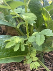 Rosaceae