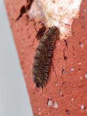 Dasysyrphus