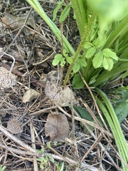 Rosaceae
