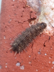 Dasysyrphus