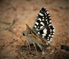 Spialia galba