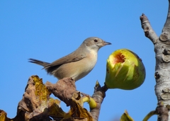 Curruca iberiae