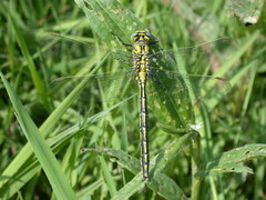 Gomphus pulchellus