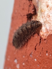 Dasysyrphus