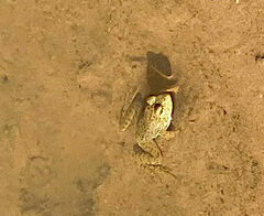 Anura