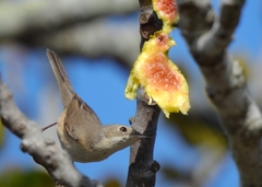 Curruca iberiae