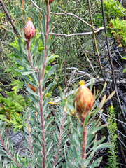 Leucadendron rubrum