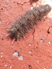 Dasysyrphus