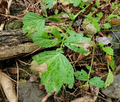 Geum laciniatum