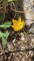 Sternbergia lutea