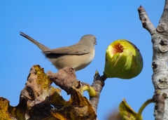 Curruca iberiae